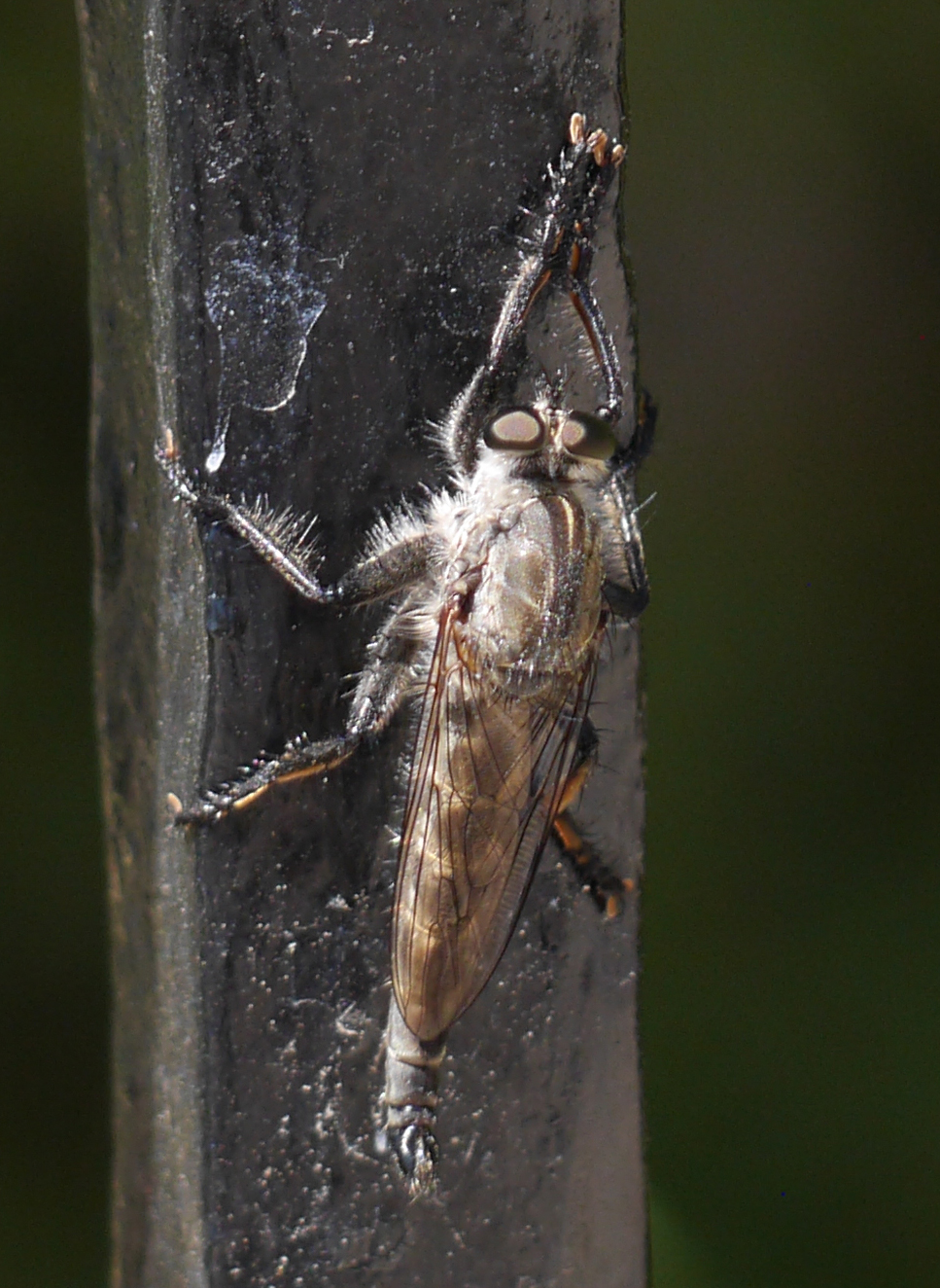 Ik weet echt niet wat dit is.